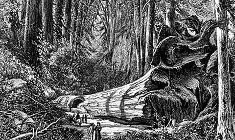 Giant Redwood Felled in the 19th Century